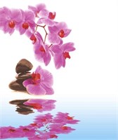 Штора для ванной  Фотопринт 180*180 Орхидея YQL-DX-132 без колец 543231