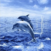 Штора для ванной  Фотопринт 180*200  Дельфины с кольцами 553272