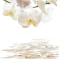 Штора для ванной  Фотопринт 180*200  Орхидеи DX-130 без колец 553275