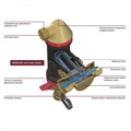 Сепаратор воздуха и шлама TIM - ZEISSLER Clean Smart - 1" гайка / гайка  [1 шт], арт. S-AD-0204 S-AD-0204